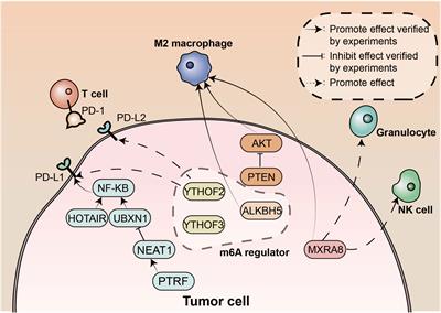 Editorial: The interconnection between the tumor microenvironment and immunotherapy in brain tumors